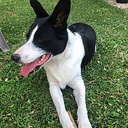 Samy participe au concours pour gagner de l'argent avec cette photo : dog, black_and_white, tongue_out, grass, outdoor, pet, animal, canine, happy, lying_down, ears_up, nature, greenery, summer, playful, garden, snout, paws, side_view, domestic