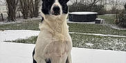 Samy participe au concours pour gagner de l'argent avec cette photo : dog, black_and_white, snow, outdoor, winter, tree, grass, pet, animal, backyard, hot_tub, snowfall, sitting, alert, canine, cold, nature, fur, paw_print, quiet