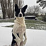 dog, black_and_white, snow, outdoor, winter, tree, grass, pet, animal, backyard, hot_tub, snowfall, sitting, alert, canine, cold, nature, fur, paw_print, quiet