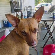 Penny is registered to the contest to win money with this photo: dog, brown_dog, pet, ears, porch, outdoor, wooden_floor, chair, table, cooler, plastic_chair, house, window, sunlight, leash, collar, closeup, animal, looking_back, daylight