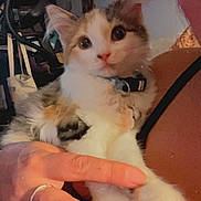 Matilda is registered to the contest to win money with this photo: cat, kitten, animal, pet, fluffy, white_fur, orange_fur, calico, blue_eyes, face, whiskers, portrait, being_held, human_hand, collar, indoor, home, close_up, cute, cozy
