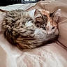 cats, cat, pets, furry, fluffy, sleeping, cuddling, bed, bedding, blanket, pillow, indoors, bedroom, cozy, relaxed, resting, long_hair, white_fur, tabby, portrait