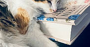 Matilda joined the competition — help win amazing prizes! cat, calico_cat, sleeping, pet, feline, fur, white_fur, orange_patches, black_patches, pink_nose, whiskers, paw, lying_down, relaxed, book, reading, indoors, close_up, soft_lighting, cozy