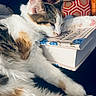 cat, calico_cat, sleeping, pet, feline, fur, white_fur, orange_patches, black_patches, pink_nose, whiskers, paw, lying_down, relaxed, book, reading, indoors, close_up, soft_lighting, cozy