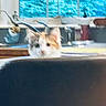cat, kitten, orange_and_white, animal, pet, feline, desk, glasses, books, indoors, home, office, crouching, looking_at_camera, white_fur, orange_fur, small, cute, blurry, close_up