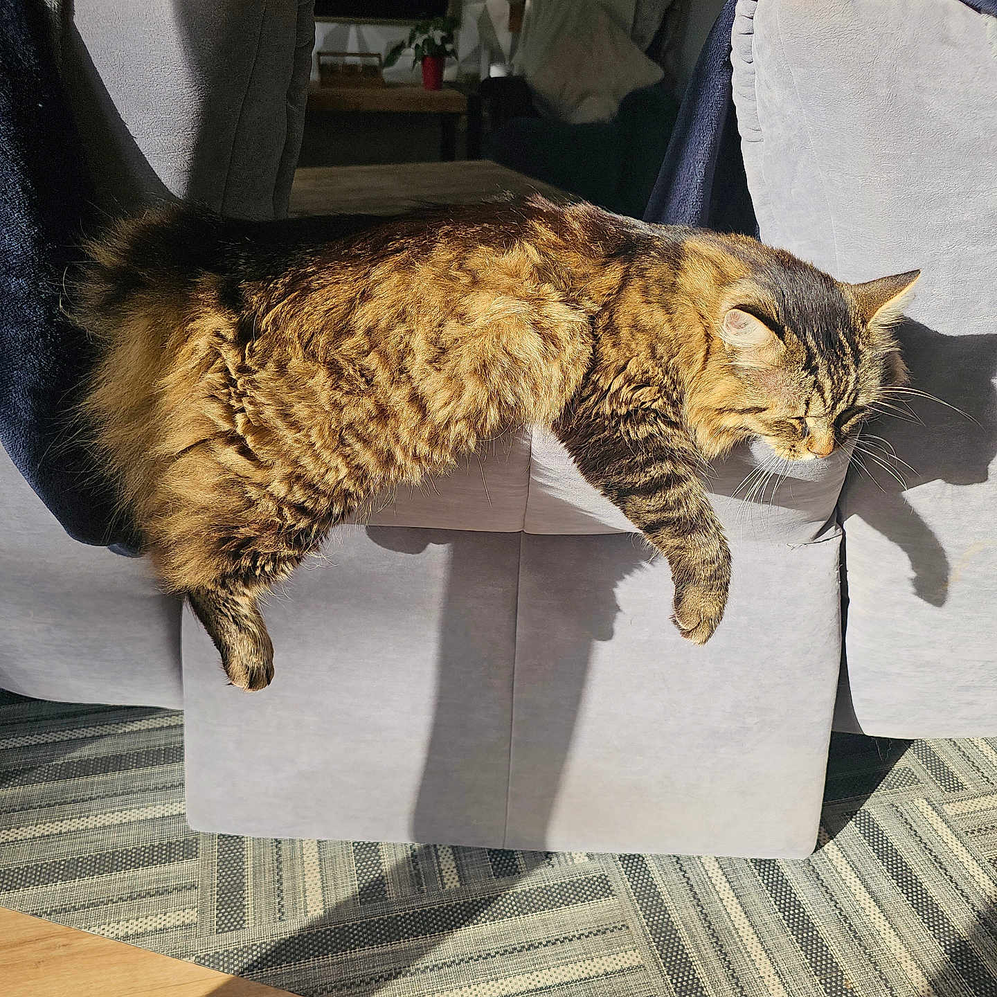 Taïgo