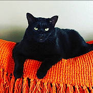 Jayda joined the competition — help win amazing prizes! animal, black_cat, cat, close_up, cozy, cute, domestic_cat, ears, feline, fur, green_eyes, indoor, lying_down, orange_blanket, pet, portrait, relaxed, resting, textured_blanket, whiskers