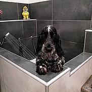 Nathalie Demory a rejoint le concours — aidez-le/la à gagner de superbes lots ! dog, wet_dog, bathtub, bathroom, tiles, black_and_white, long_ears, pet, water, toy, yellow_toy, edge, perched, indoor, animal, looking_at_camera, paws, ceramic_tiles, gray_tiles, white_tiles