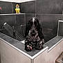 dog, wet_dog, bathtub, bathroom, tiles, black_and_white, long_ears, pet, water, toy, yellow_toy, edge, perched, indoor, animal, looking_at_camera, paws, ceramic_tiles, gray_tiles, white_tiles