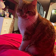 Shanelle a rejoint le concours — aidez-le/la à gagner de superbes lots ! cat, ginger_cat, white_cat, pet, indoor, bed, blanket, furniture, dresser, cozy, animal, fur, whiskers, sitting, household, domestic, relaxed, warm_lighting, room, feline