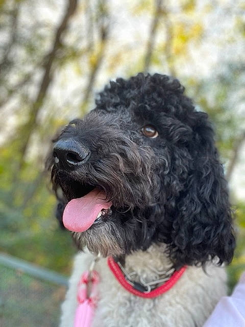 Frankee joined the competition — help win amazing prizes! canidae, carnivore, collar, companion_dog, dog, dog_breed, dog_collar, fur, non_sporting_group, plant, poodle, portuguese_water_dog, snout, spaniel, sporting_group, standard_poodle, terrier, toy_dog, water_dog, working_animal