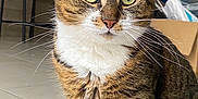 Musya participe au concours pour gagner de l'argent avec cette photo : animal, bright_eyes, cardboard_box, cat, chair, closeup, curious, cute, domestic, feline, floor, fur, green_eyes, home, indoor, pet, portrait, sitting, tabby, whiskers