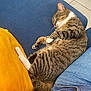 blue_couch, casual_clothing, cat, couch, cozy, domestic_animal, furniture, indoor, jeans, orange_shirt, paw, pet, relaxing, resting, sleeping, striped_fur, tabby_cat, tile_floor, whiskers, yellow_pillow