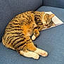 cat, tabby, sleeping, couch, blue_couch, feline, pet, fur, relaxed, indoor, domestic_animal, whiskers, paws, folded_paper, resting, cozy, nap, striped, cute, animal