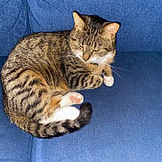 Musya participe au concours pour gagner de l'argent avec cette photo : animal, blue_couch, cat, closeup, couch, cozy, cute, domestic_cat, feline, fur, indoor, paw, pet, relaxed, resting, sleeping, striped, tabby, tail, whiskers