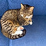 animal, blue_couch, cat, closeup, couch, cozy, cute, domestic_cat, feline, fur, indoor, paw, pet, relaxed, resting, sleeping, striped, tabby, tail, whiskers