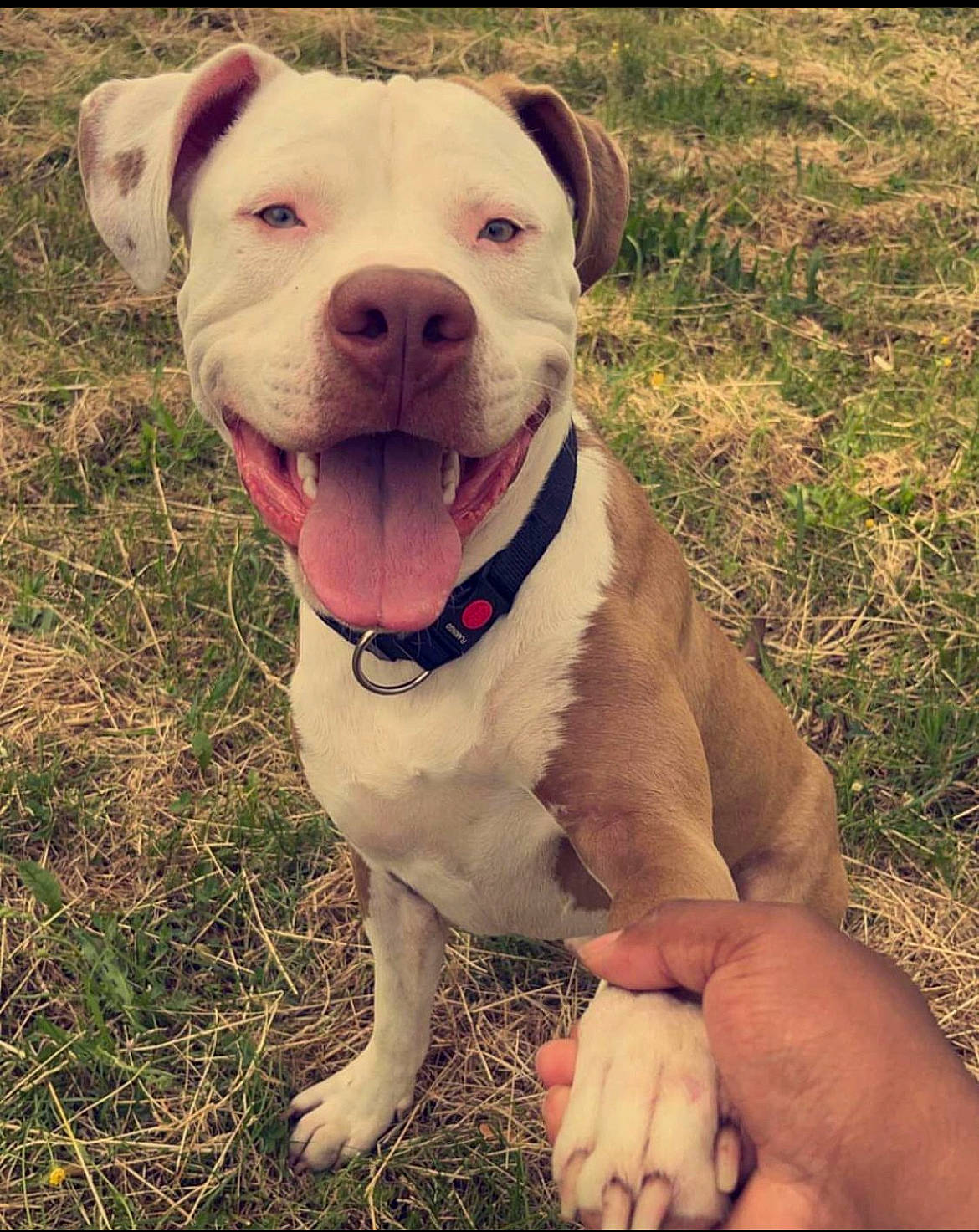 Matt a rejoint le concours — aidez-le/la à gagner de superbes lots ! carnivore, collar, companion_dog, dog, dog_breed, dog_collar, dog_supply, fang, fashion_accessory, fawn, grass, happy, leash, liver, pet_supply, plant, snout, whiskers, working_animal, working_dog