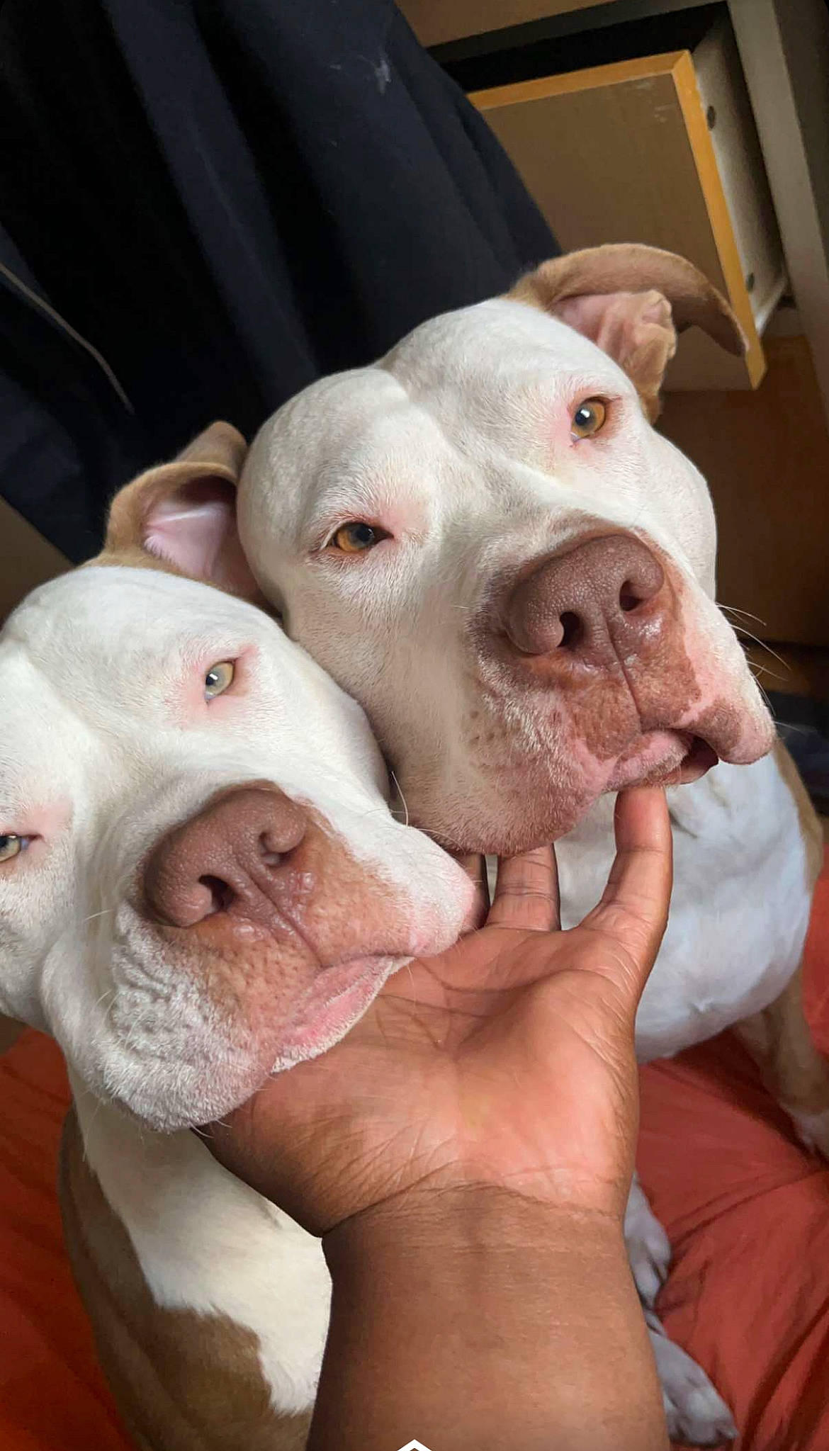 Matt a rejoint le concours — aidez-le/la à gagner de superbes lots ! cordoba_fighting_dog, dog_breed, dogo_argentino, domestic_pig, fawn, flesh, gesture, jaw, livestock, nail, non_sporting_group, nose, pink, scar, snout, suidae, terrestrial_animal, thumb, working_animal, wrinkle