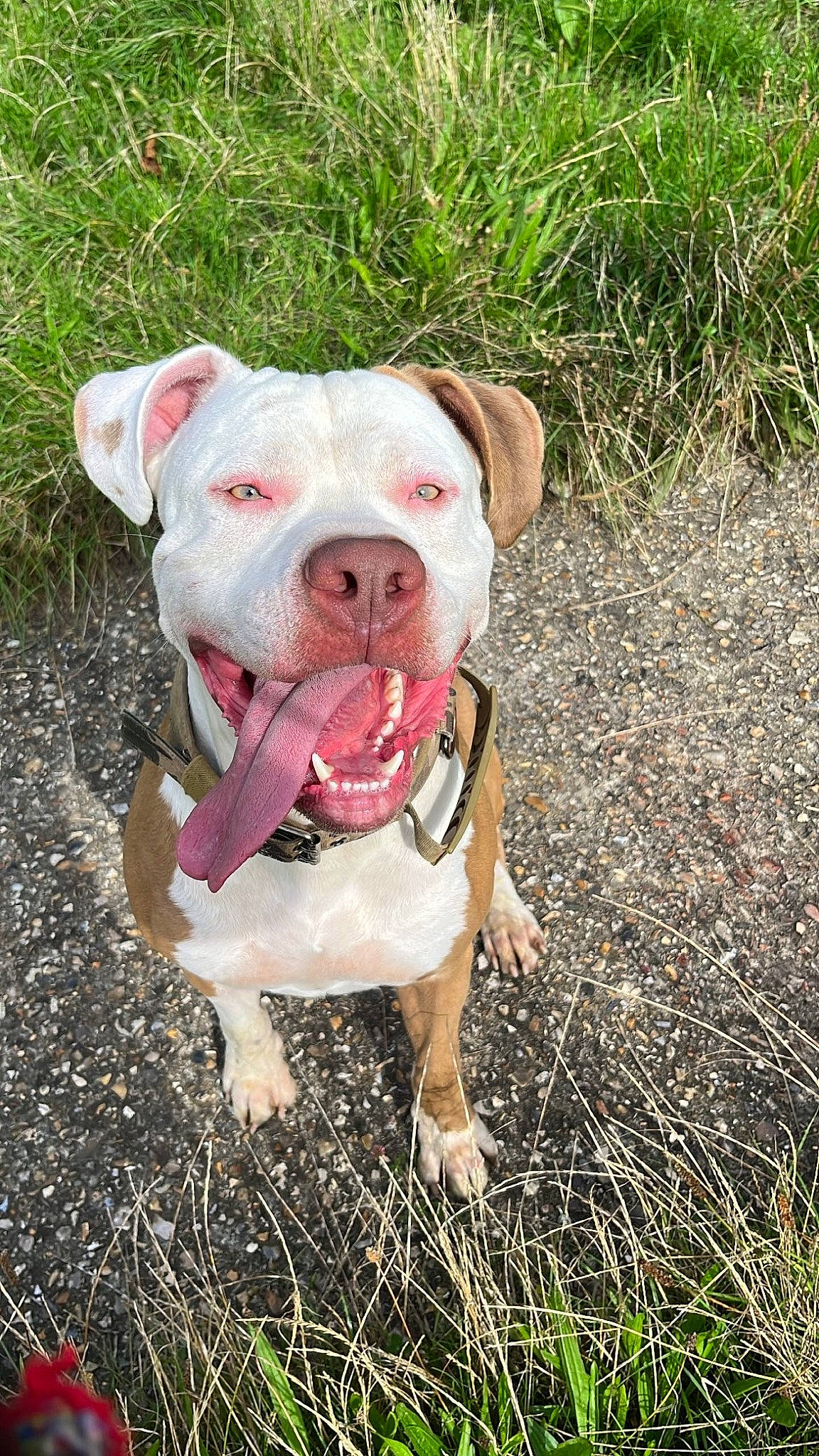 Matt a rejoint le concours — aidez-le/la à gagner de superbes lots ! canidae, carnivore, collar, companion_dog, dog, dog_breed, dog_collar, fawn, grass, grassland, liver, molosser, non_sporting_group, pet_supply, plant, snout, soil, sporting_group, terrestrial_animal, working_animal