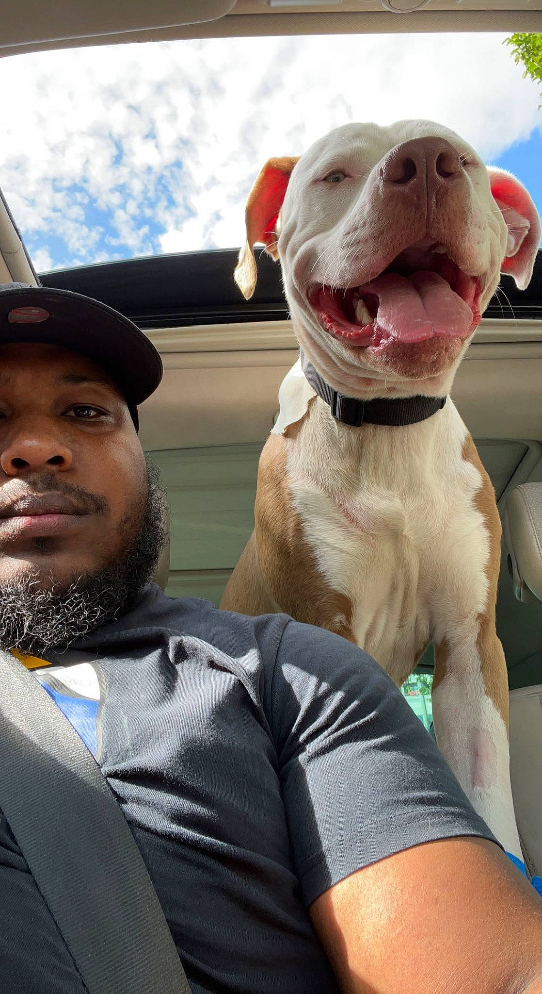 Matt participe au concours pour gagner de l'argent avec cette photo : beard, canidae, cap, carnivore, cloud, collar, companion_dog, dog, dog_breed, dog_collar, event, facial_hair, fawn, hat, liver, sky, smile, sporting_group, whiskers, working_animal