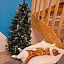 cat, ginger_cat, white_pillow, couch, christmas_tree, candy_cane_ornaments, wooden_stairs, blue_wall, indoor, holiday, relaxing, sleeping_cat, home, decorations, furniture, festive, cozy, pet, animal, comfort