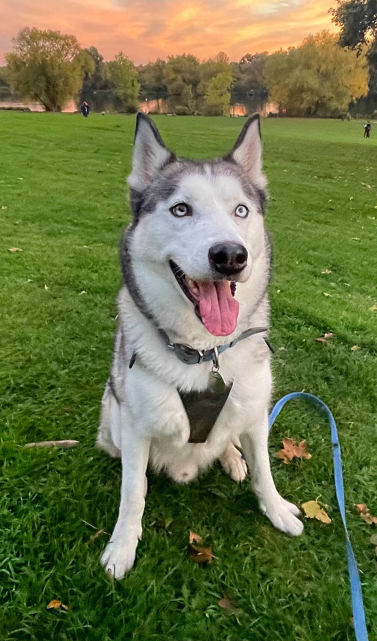 Juneau joined the competition — help win amazing prizes! ancient_dog_breeds, canidae, carnivore, collar, companion_dog, dog, dog_breed, dog_collar, fang, grass, pet_supply, plant, recreation, sky, sled_dog, snout, sporting_group, tree, working_animal, working_dog
