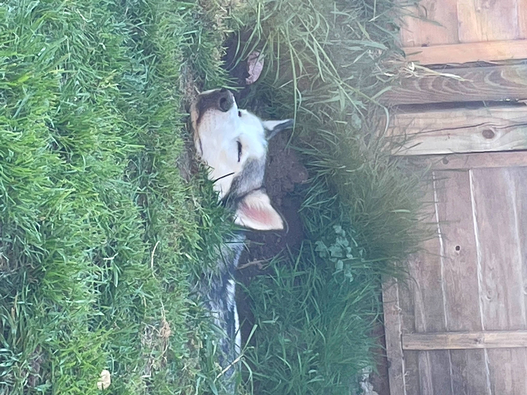 Juneau is registered to the contest to win money with this photo: carnivore, conifer, dog, dog_breed, forest, fur, grass, hardwood, plant, shrub, tail, tree, trunk, twig, wildlife, wood