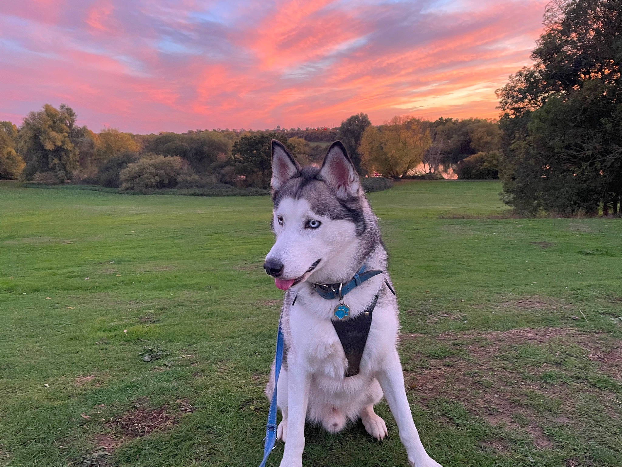 Juneau joined the competition — help win amazing prizes! canidae, carnivore, cloud, collar, companion_dog, dog, dog_breed, evening, grass, grassland, landscape, plant, recreation, sky, sled_dog, sporting_group, sunset, tree, working_animal, working_dog