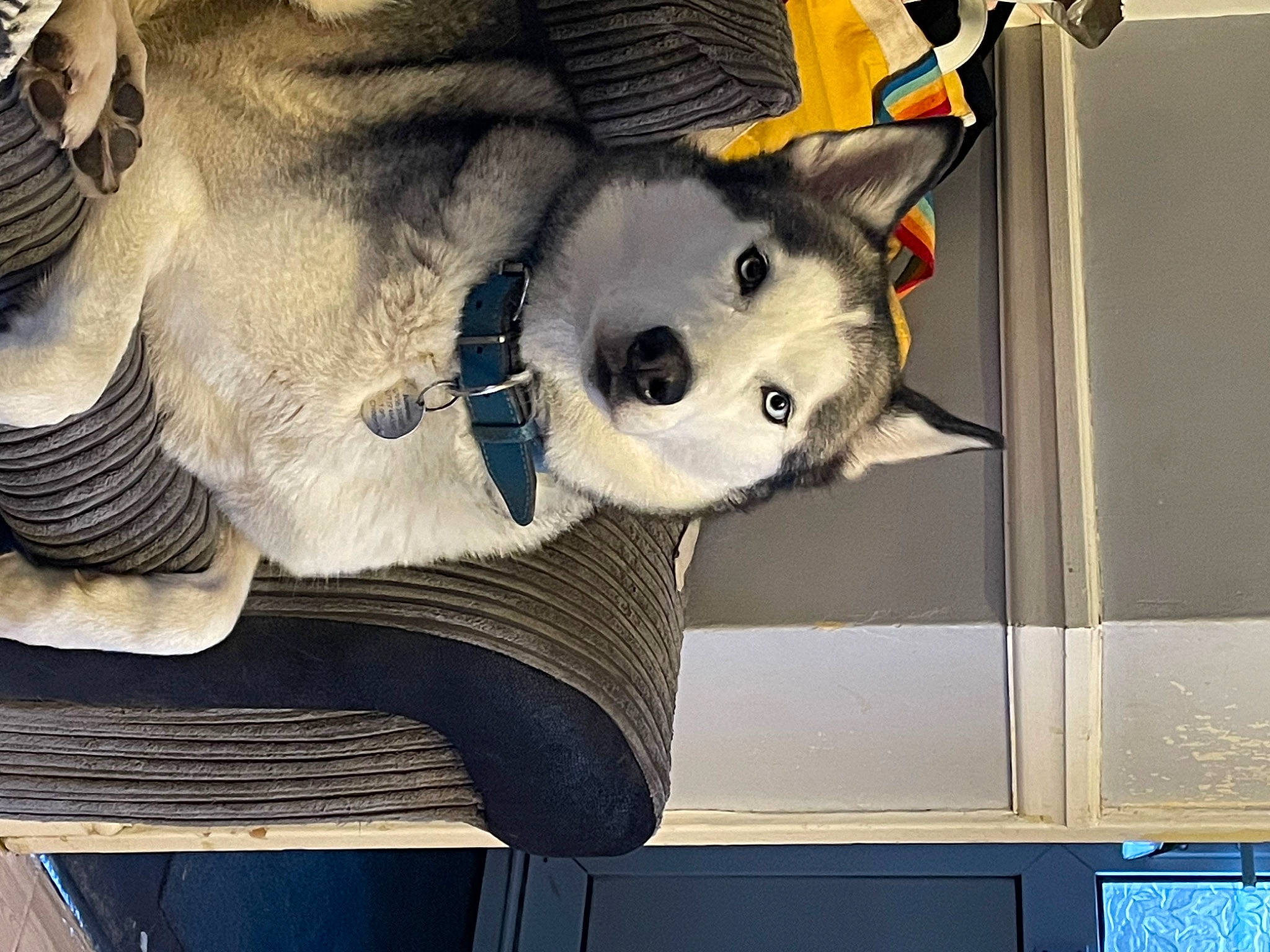 Juneau is registered to the contest to win money with this photo: auto_part, carmine, carnivore, companion_dog, drum, fashion_accessory, felidae, fur, hat, helmet, metal, personal_protective_equipment, plush, room, snout, stuffed_toy, teddy_bear, toy, whiskers, wood