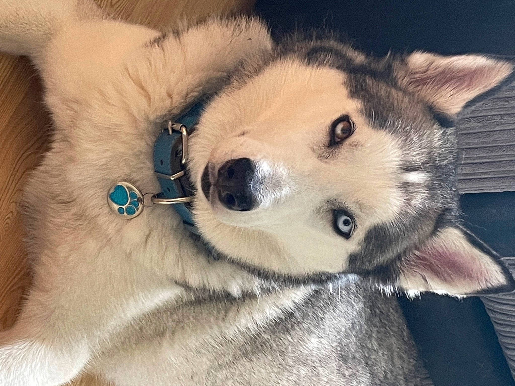 Juneau is registered to the contest to win money with this photo: ancient_dog_breeds, canidae, canis, carnivore, companion_dog, dog, dog_breed, eyelash, fawn, fur, jaw, siberian_husky, sled_dog, snout, sporting_group, terrestrial_animal, whiskers, wildlife, wolf, working_dog