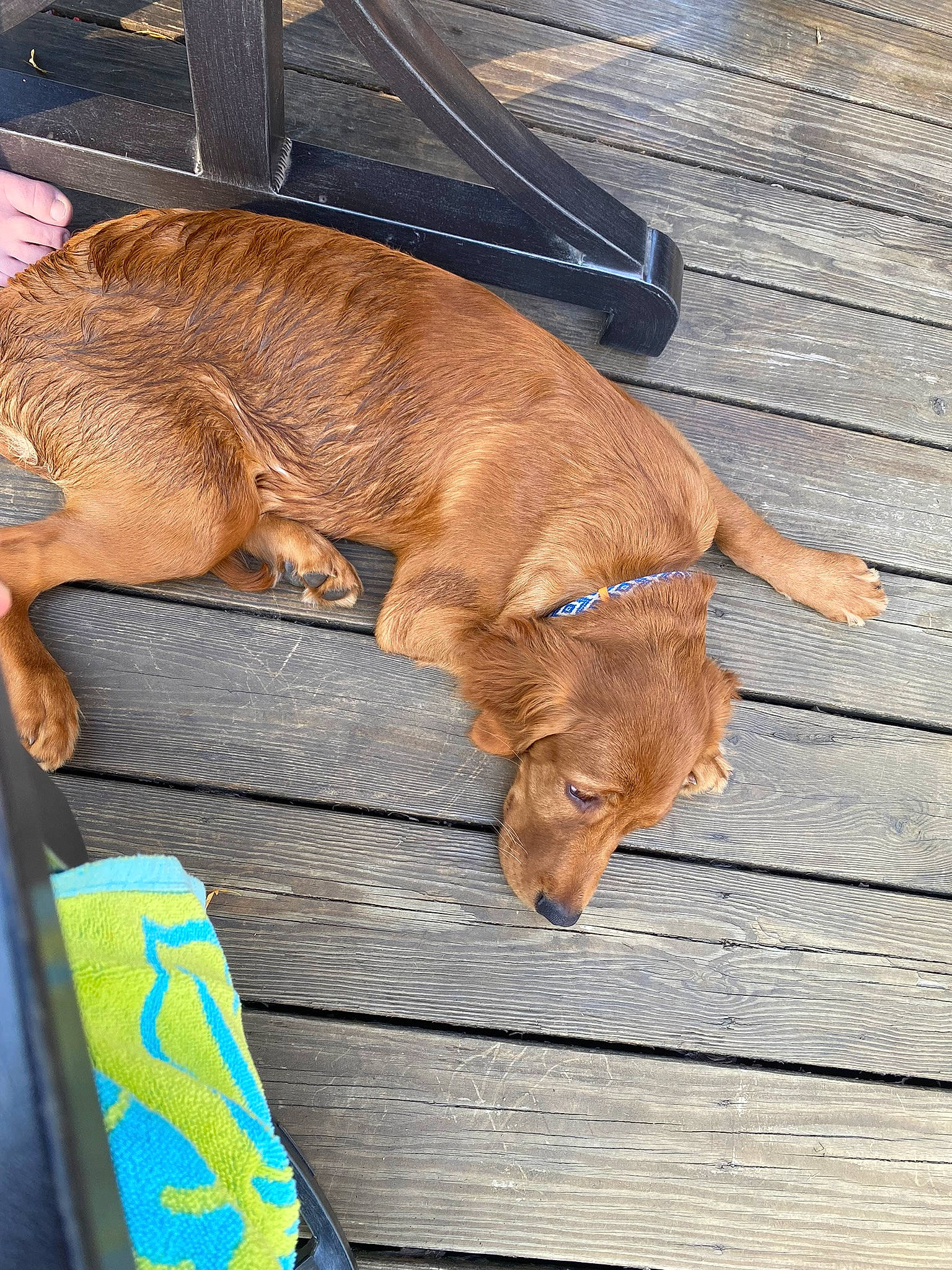 Willow is registered to the contest to win money with this photo: canidae, carnivore, collar, companion_dog, dog, dog_breed, dog_supply, fawn, flooring, fur, hardwood, leash, liver, pet_supply, snout, sporting_group, tail, wood, working_animal, wrinkle