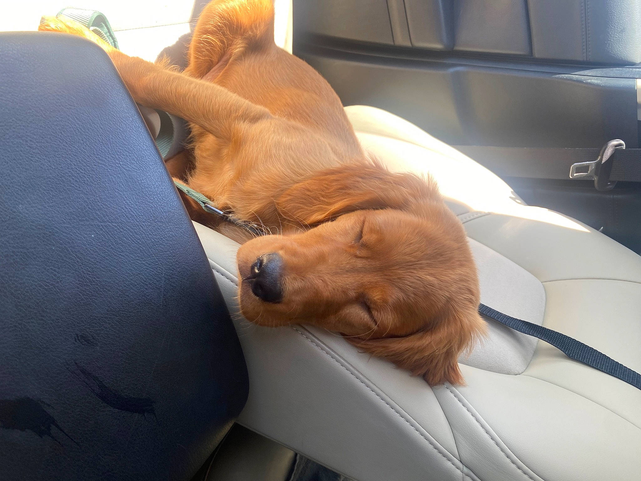 Willow joined the competition — help win amazing prizes! automotive_exterior, canidae, car_seat, carnivore, comfort, companion_dog, dog, dog_breed, fawn, fur, hardwood, human_leg, liver, snout, sporting_group, vehicle, vehicle_door, window, windshield, working_animal