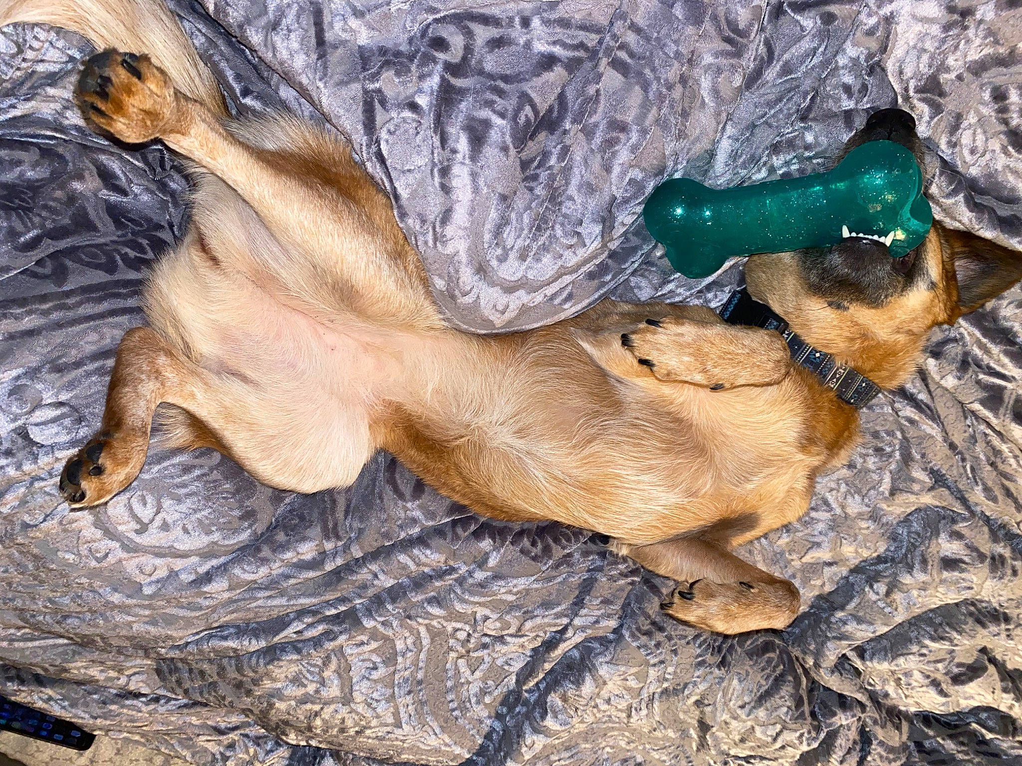 Rue is registered to the contest to win money with this photo: art, canidae, carnivore, claw, companion_dog, dog, dog_breed, electric_blue, fawn, foot, fur, human_leg, nap, paw, snout, sporting_group, tail, terrestrial_animal, wood, working_animal