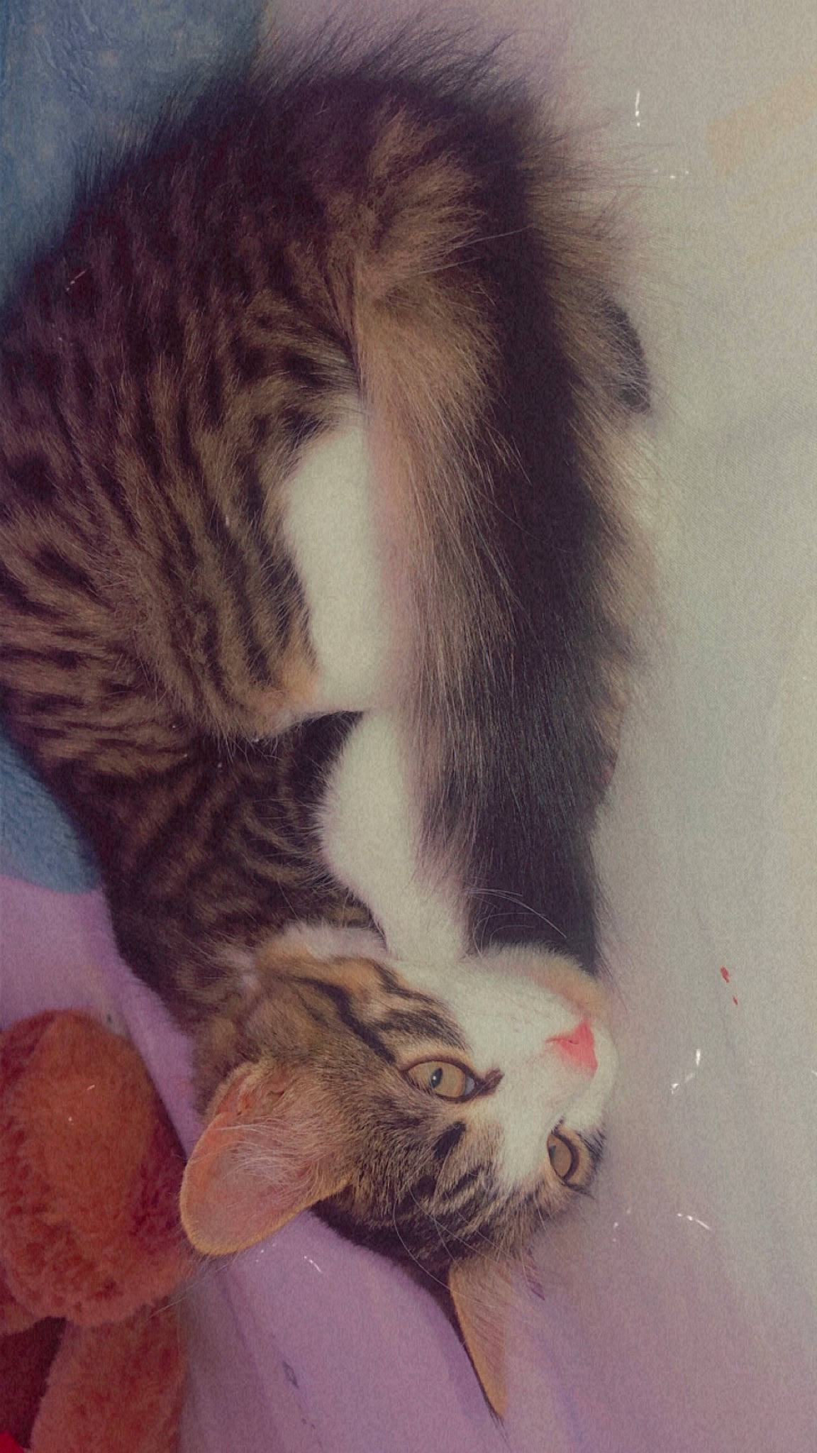 Luna joined the competition — help win amazing prizes! aegean_cat, american_curl, american_wirehair, carnivore, cat, claw, domestic_short_haired_cat, dragon_li, european_shorthair, fawn, felidae, fur, kitten, norwegian_forest_cat, paw, polydactyl_cat, small_to_medium_sized_cats, tabby_cat, tail, whiskers