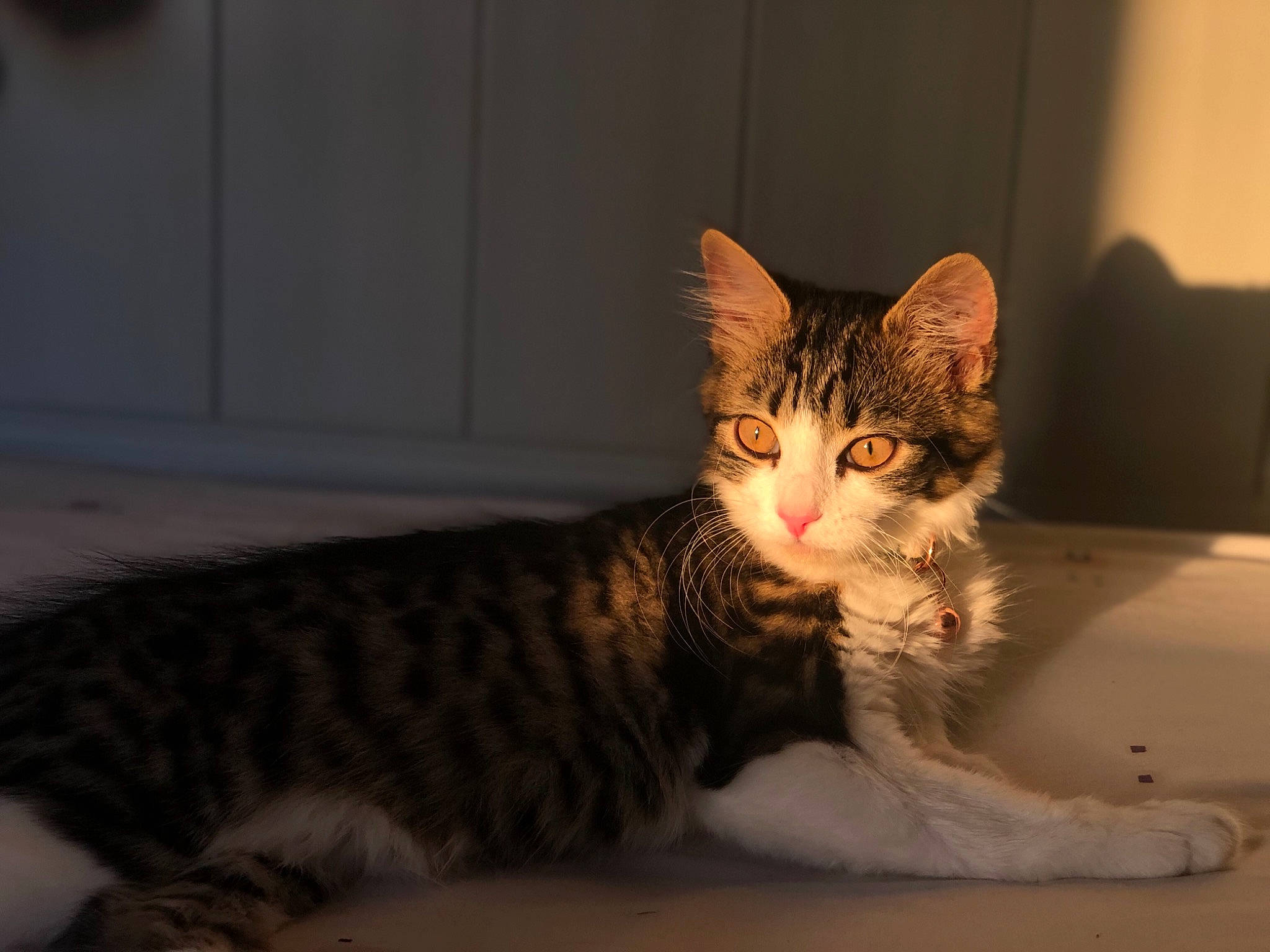 Luna is registered to the contest to win money with this photo: aegean_cat, american_shorthair, american_wirehair, asian, carnivore, cat, domestic_short_haired_cat, dragon_li, european_shorthair, felidae, fur, kitten, mammal, norwegian_forest_cat, small_to_medium_sized_cats, snout, tabby_cat, toyger, vertebrate, whiskers