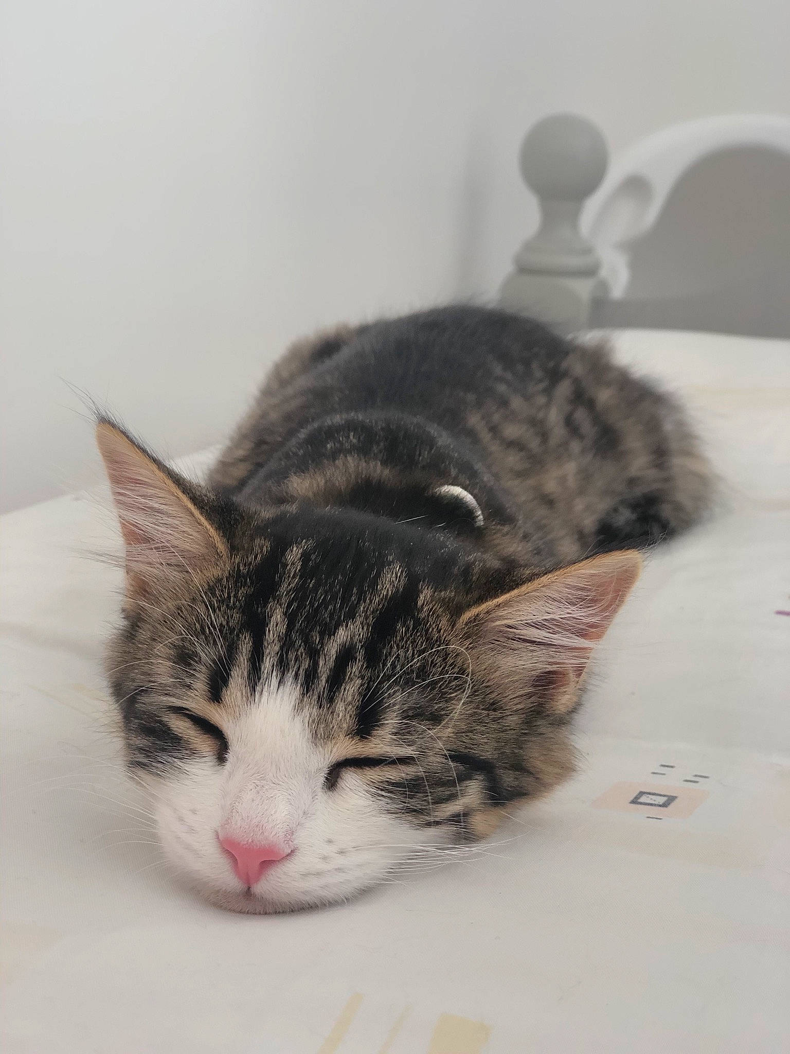 Luna joined the competition — help win amazing prizes! american_shorthair, american_wirehair, carnivore, cat, domestic_short_haired_cat, dragon_li, european_shorthair, felidae, fur, kitten, mammal, norwegian_forest_cat, small_to_medium_sized_cats, snout, tabby_cat, whiskers