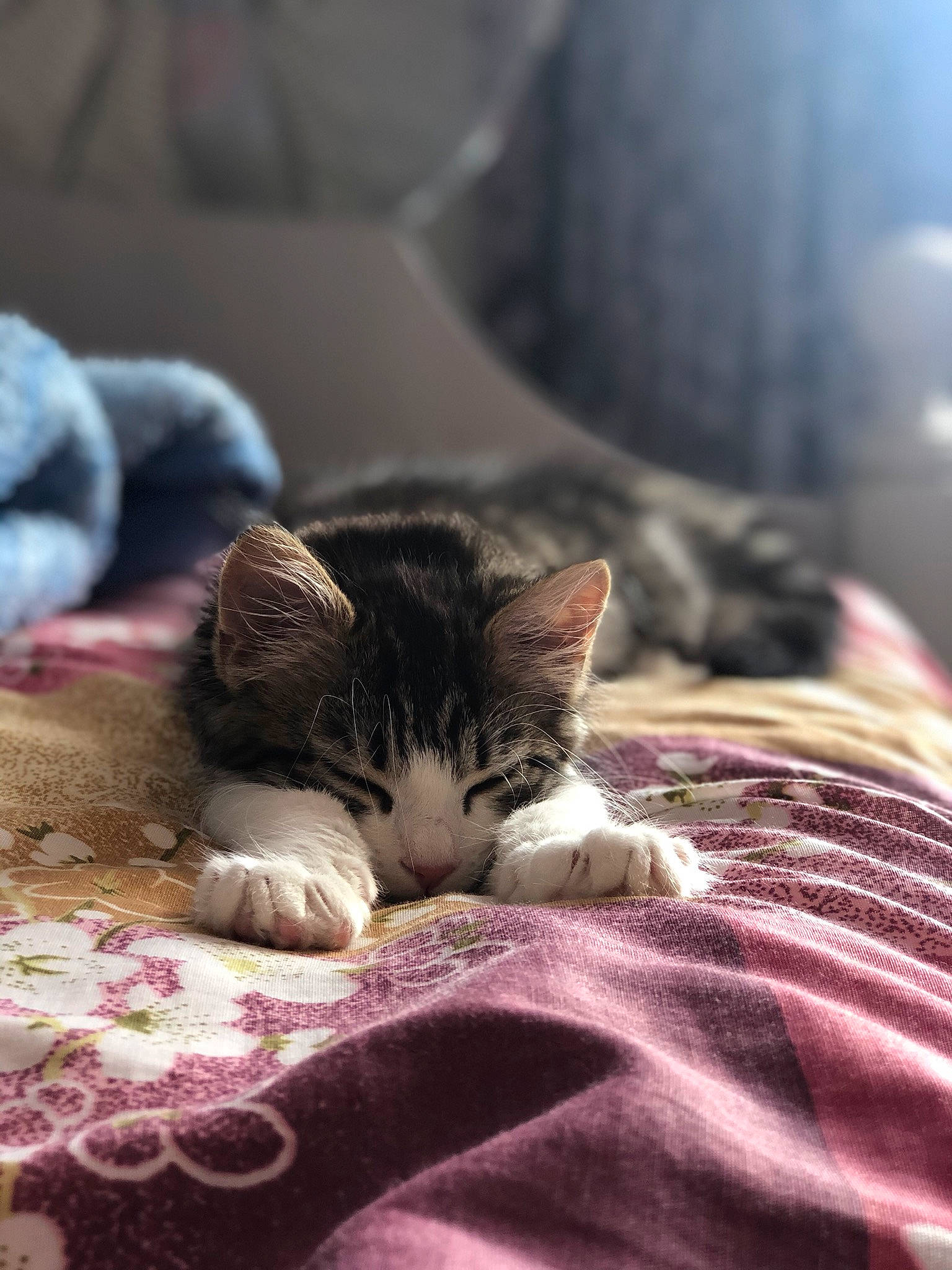 Luna is registered to the contest to win money with this photo: aegean_cat, american_wirehair, asian, carnivore, cat, domestic_short_haired_cat, dragon_li, european_shorthair, fawn, felidae, fur, kitten, nap, polydactyl_cat, sleep, small_to_medium_sized_cats, snout, tabby_cat, whiskers