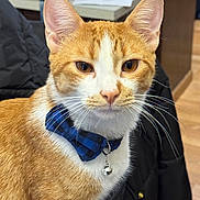 Karl Dmitri joined the competition — help win amazing prizes! alert, animal, bell, bow_tie, cat, close_up, collar, cute, domestic_animal, ears, feline, fur, household, indoor, orange_cat, pet, portrait, sitting, whiskers, white_cat