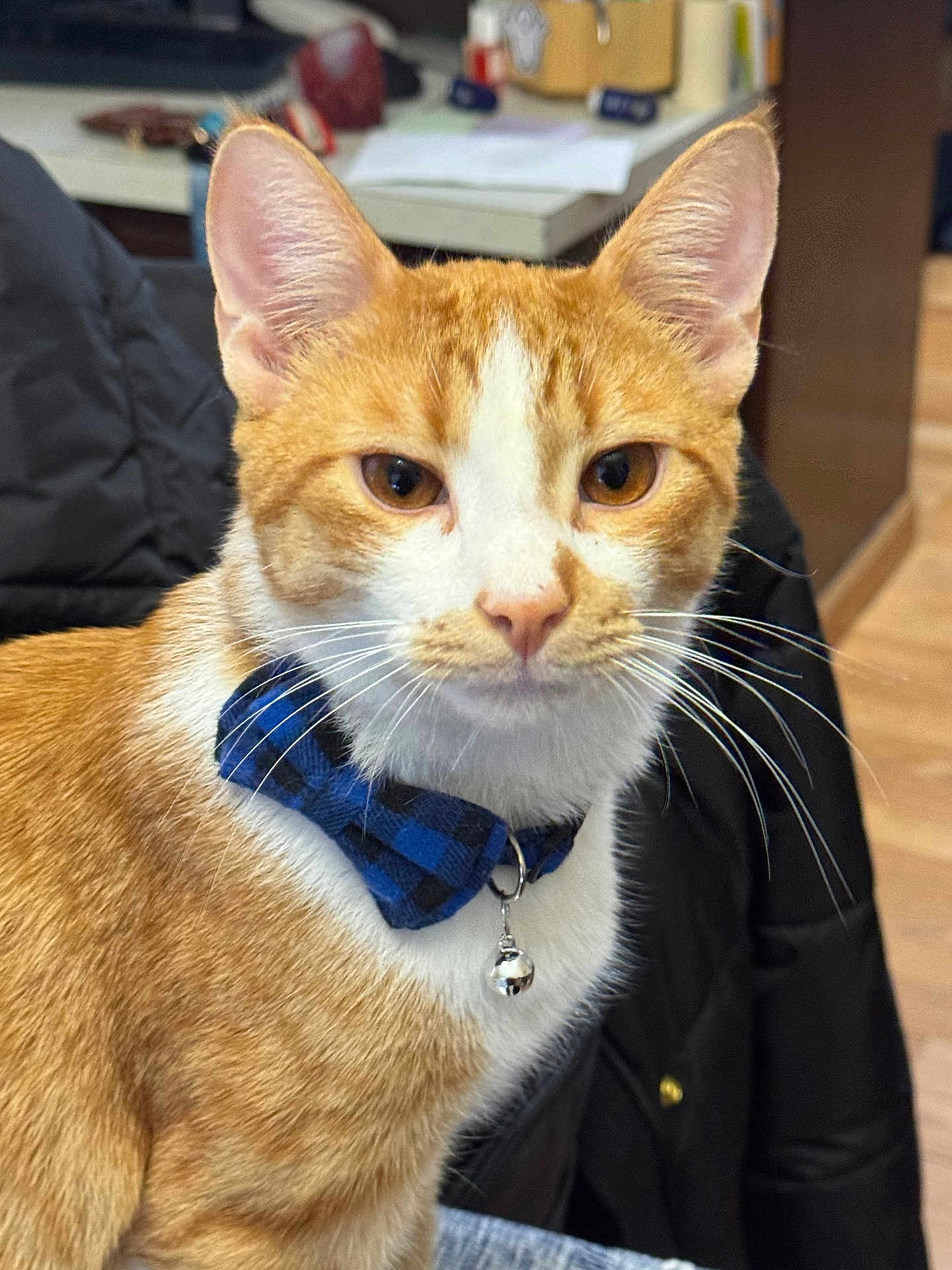 Karl Dmitri joined the competition — help win amazing prizes! alert, animal, bell, bow_tie, cat, close_up, collar, cute, domestic_animal, ears, feline, fur, household, indoor, orange_cat, pet, portrait, sitting, whiskers, white_cat