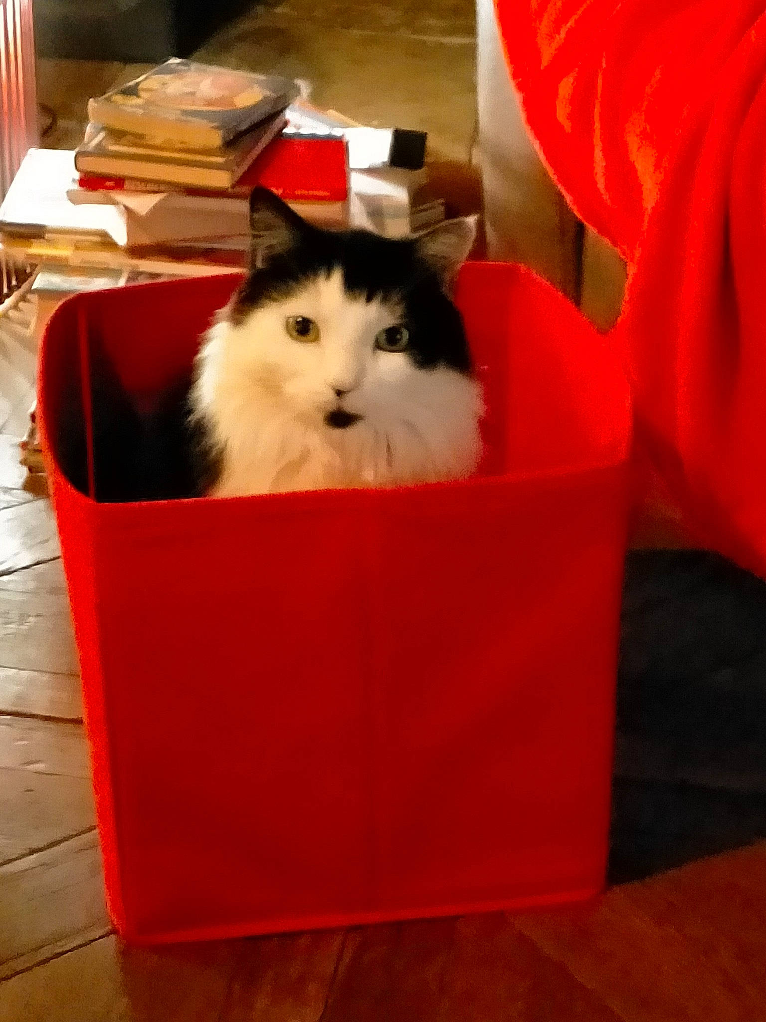 Newt participe au concours pour gagner de l'argent avec cette photo : bag, box, cardboard, carmine, carnivore, cat, companion_dog, event, felidae, flooring, fur, hardwood, packaging_and_labeling, paper_bag, publication, room, shopping_bag, small_to_medium_sized_cats, whiskers, wood