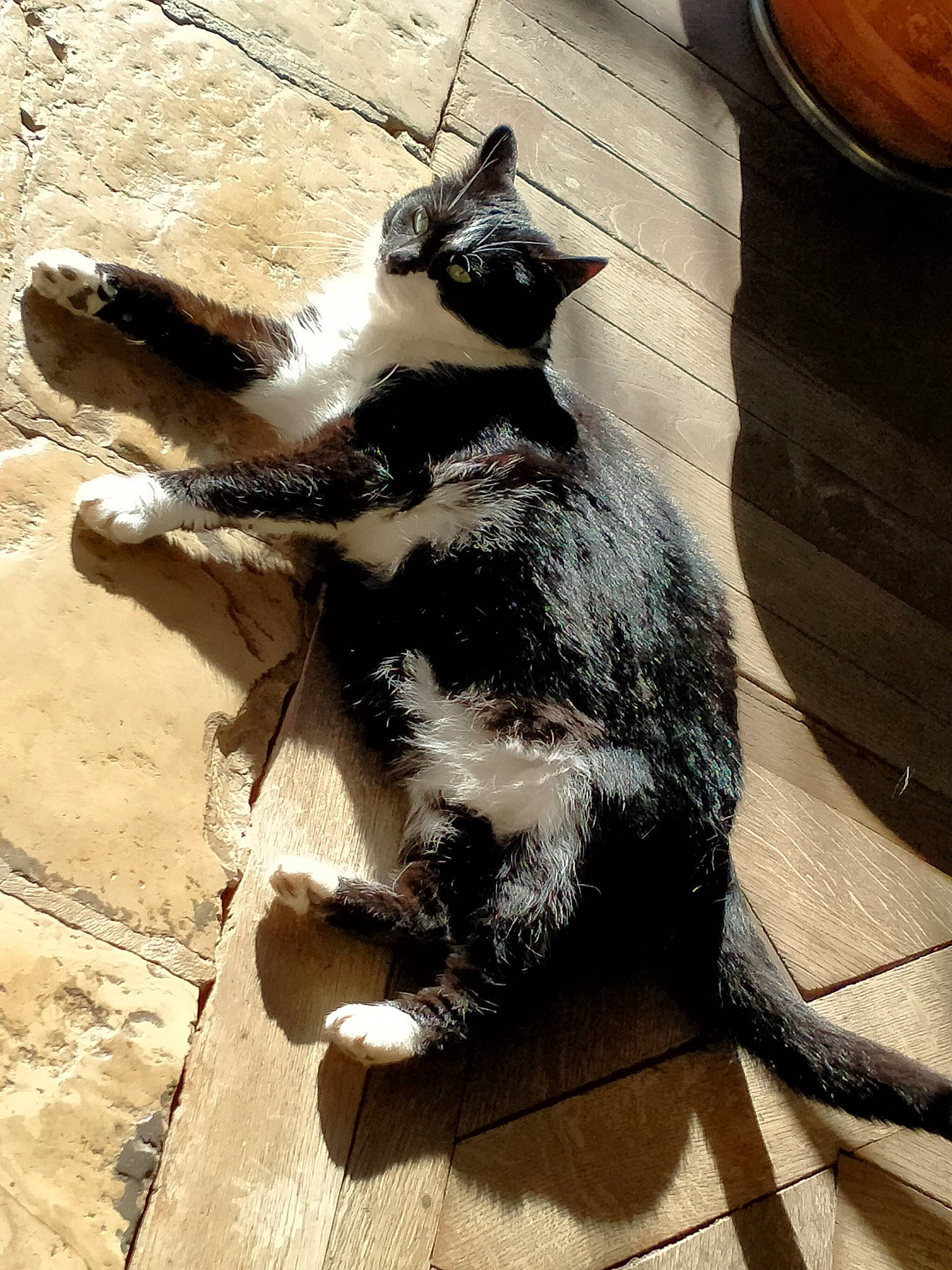 Ganesh a rejoint le concours — aidez-le/la à gagner de superbes lots ! canidae, carnivore, cat, claw, dog_breed, domestic_short_haired_cat, felidae, flooring, fur, metal, paw, shadow, small_to_medium_sized_cats, snout, sporting_group, tail, terrestrial_animal, tints_and_shades, whiskers, wood