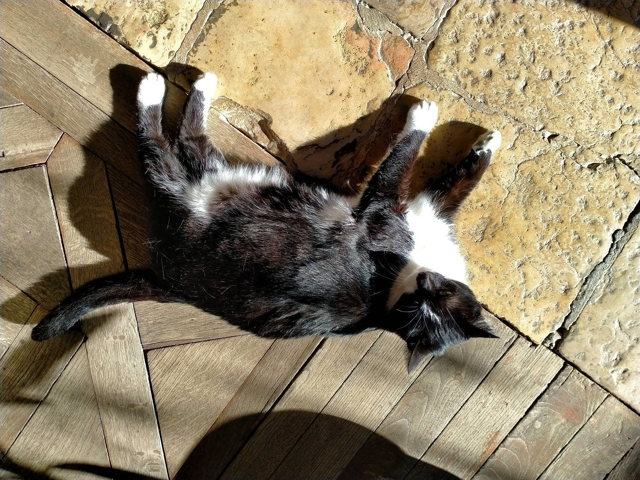 Ganesh a rejoint le concours — aidez-le/la à gagner de superbes lots ! bat, claw, dog_breed, fur, goats, paw, shadow, snout, tail, terrestrial_animal, wildlife, wood