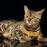 Nirmin participe au concours pour gagner de l'argent avec cette photo : bengal_cat, cat, green_eyes, striped_fur, spotted_fur, whiskers, paws, reflective_surface, black_background, animal, pet, feline, lying_down, close_up, portrait, domestic_cat, fur_pattern, alert, cute, indoor