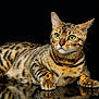 bengal_cat, cat, green_eyes, striped_fur, spotted_fur, whiskers, paws, reflective_surface, black_background, animal, pet, feline, lying_down, close_up, portrait, domestic_cat, fur_pattern, alert, cute, indoor