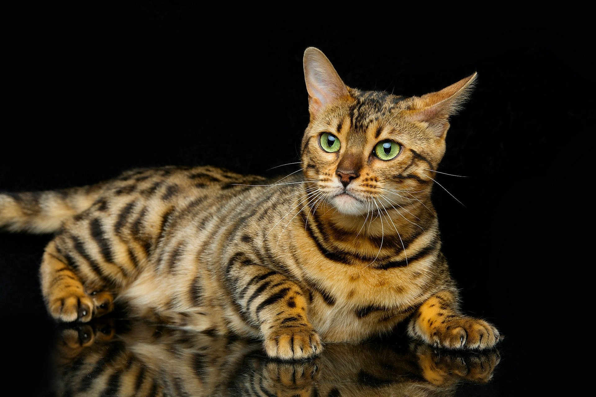 Nirmin participe au concours pour gagner de l'argent avec cette photo : bengal_cat, cat, green_eyes, striped_fur, spotted_fur, whiskers, paws, reflective_surface, black_background, animal, pet, feline, lying_down, close_up, portrait, domestic_cat, fur_pattern, alert, cute, indoor