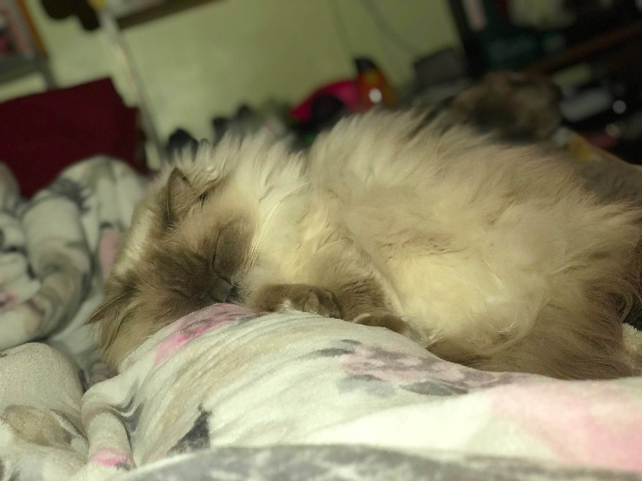 Leona joined the competition — help win amazing prizes! canidae, carnivore, cat, companion_dog, dog_breed, felidae, fur, kitten, nap, paw, persian, puppy, ragdoll, shih_tzu, sleep, small_to_medium_sized_cats, tail, whiskers