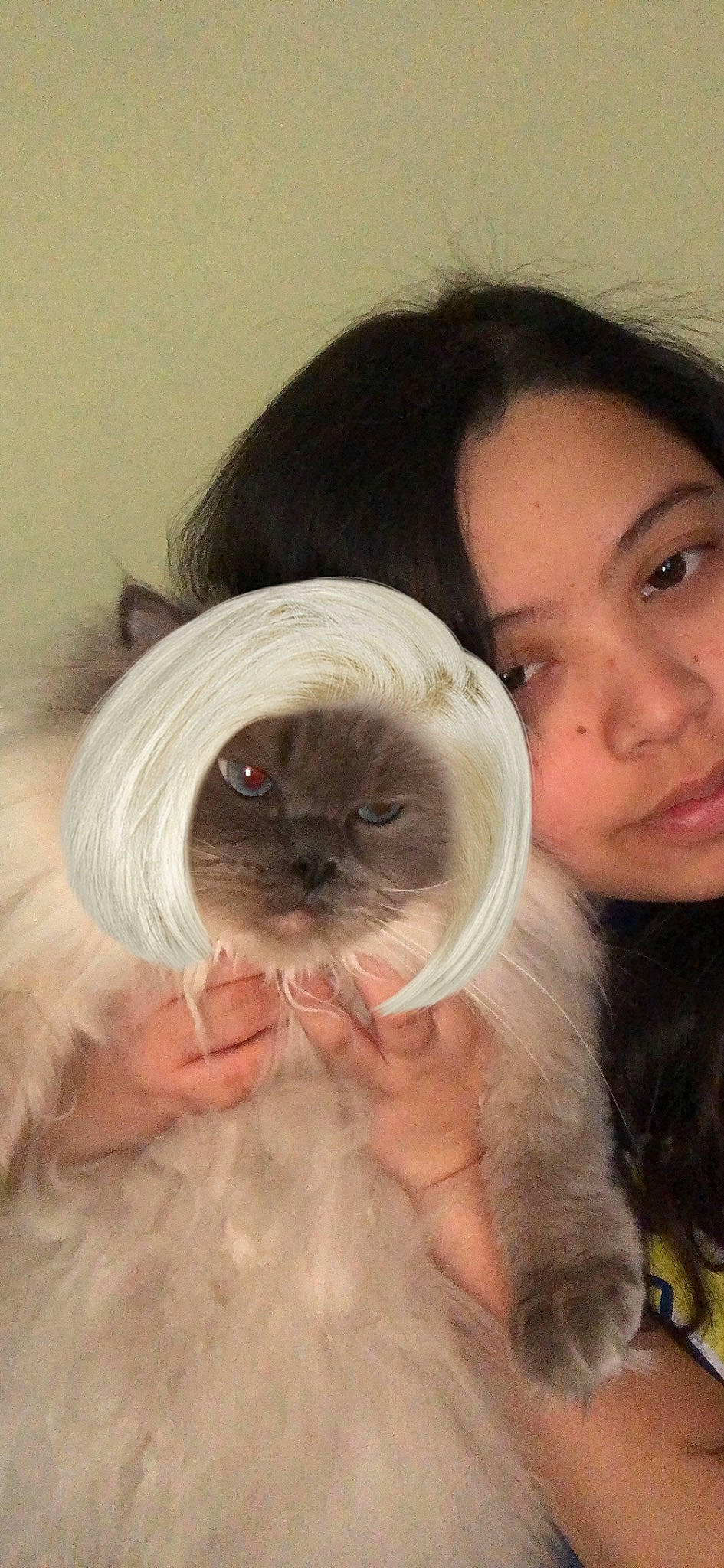 Leona joined the competition — help win amazing prizes! british_longhair, carnivore, cat, ear, fawn, felidae, fur, himalayan, nose, photography, ragdoll, selfie, small_to_medium_sized_cats, snout, tonkinese, whiskers