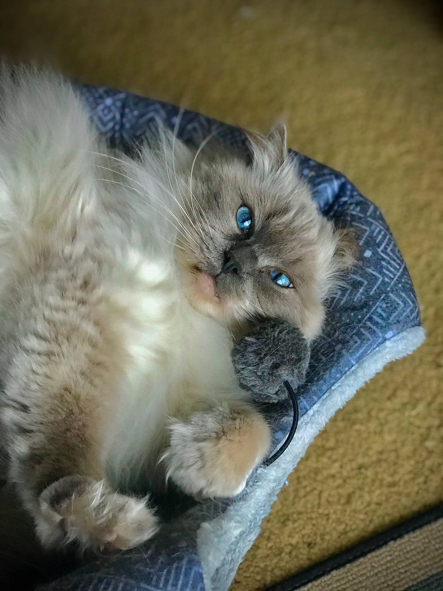 Leona joined the competition — help win amazing prizes! asian_semi_longhair, balinese, birman, british_semi_longhair, carnivore, cat, domestic_long_haired_cat, ear, eye, fawn, felidae, fur, himalayan, iris, kitten, mammal, ragamuffin, ragdoll, small_to_medium_sized_cats, whiskers