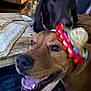 Ginger is registered to the contest to win money with this photo: animal, armchair, black_dog, brown_dog, canine, closeup, companion, dog, domestic_animal, furniture, happy, hat, household, indoor, living_room, pet, playful, portrait, sombrero, wooden_table
