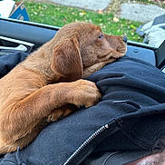 Ginger is registered to the contest to win money with this photo: animal, black_hoodie, brown_dog, calm, car_interior, casual_clothing, close_up, daylight, dog, grass, human, indoor, looking_out, paw, pet, puppy, resting, sidewalk, window, zipper